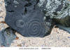 Spiral Petroglyph Pictograph